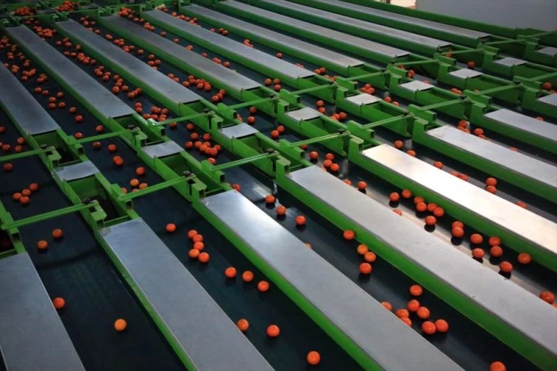 Türk narenciyesini 2020