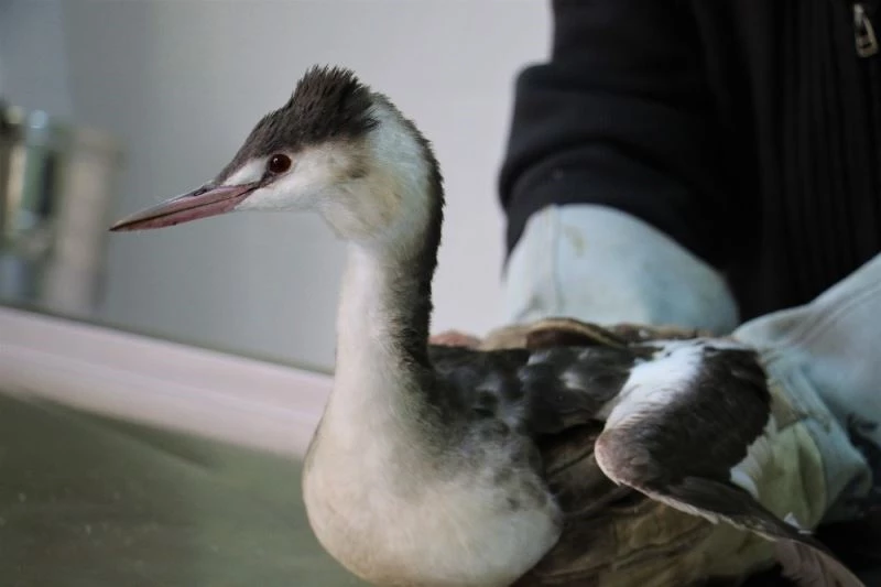 Kanadına saçma isabet eden ‘Karabatak’ kuşu tedavi altına alındı
