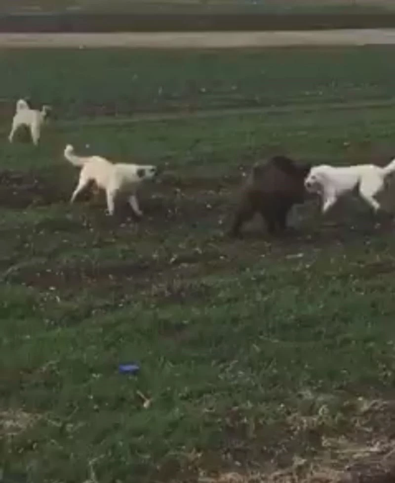 Domuz ile köpekler arasındaki amansız mücadele böyle görüntülendi
