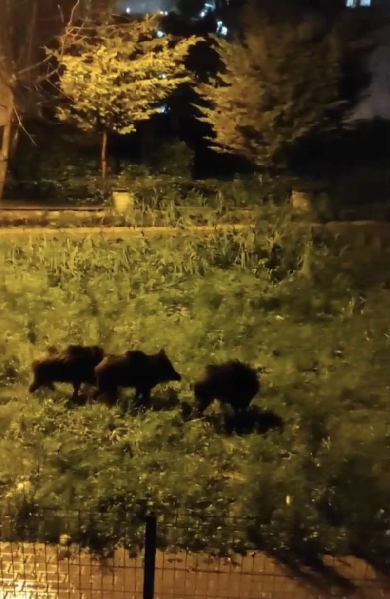 Dağlara kar yağdı aç kalan domuz sürüsü şehre indi
