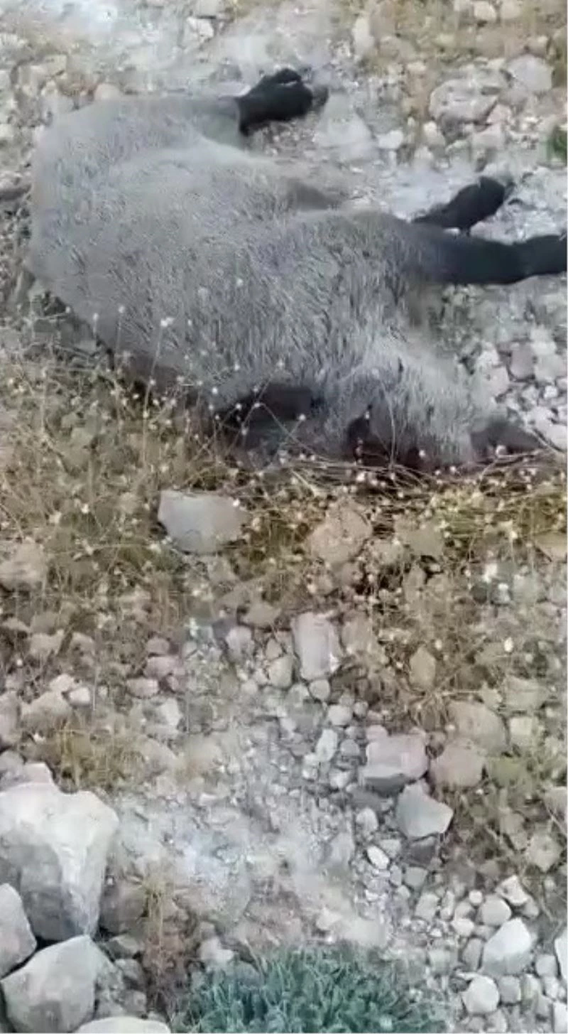 Gercüş’te yaban domuzları köylülerin kabusu oldu
