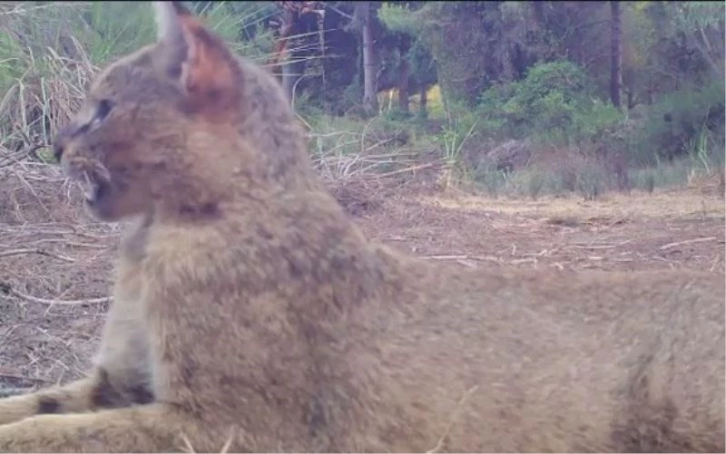 Saz kedilerine koruma takibi

