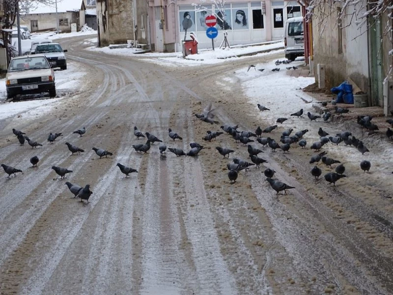 Güvercinlerin karda yiyecek bulma telaşı
