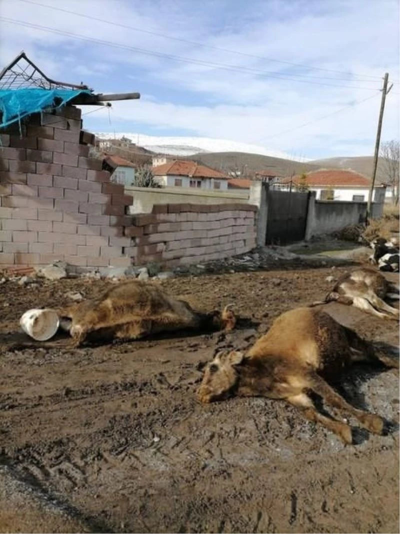 Gölbaşı’nda şiddetli rüzgarda kopan kablolar 9 hayvanı telef etti
