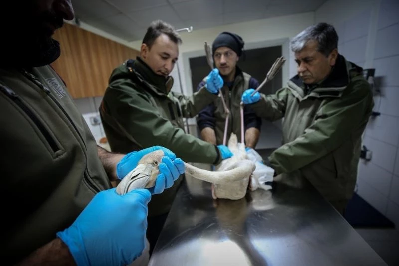 Bursa’da 314 yaban hayvan tedavi edilip tabiata salındı
