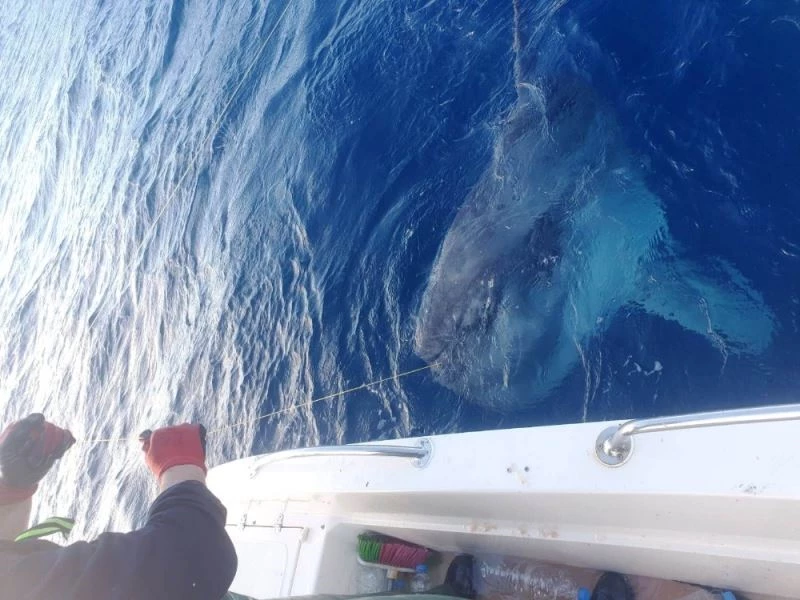 Oltaya takılan dev balık balıkçıları şaşırttı
