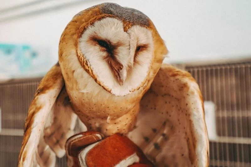 Peçeli baykuş emin ellerde
