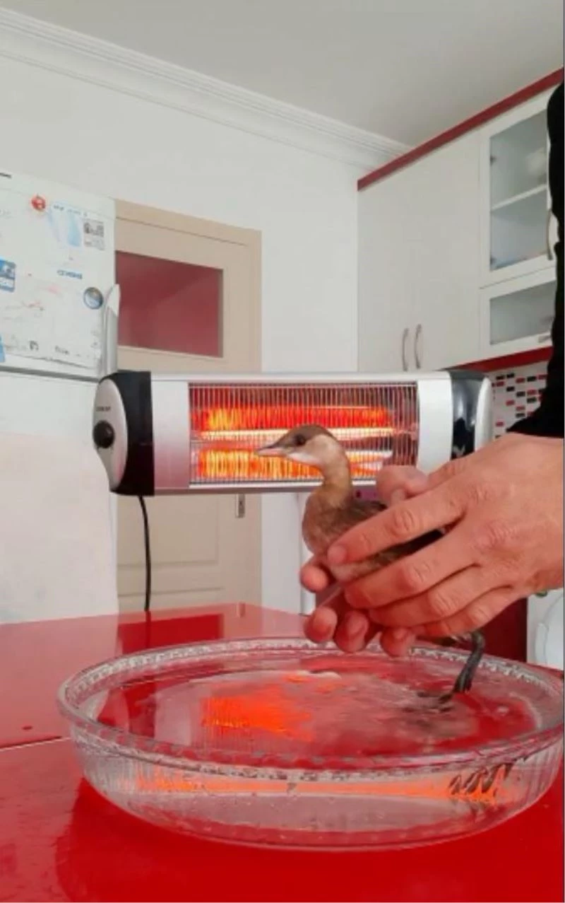 Trafik polislerinden yolda buldukları ’batağan’ kuşuna şefkat eli
