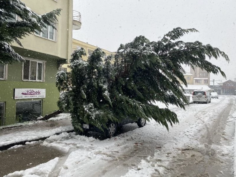 Karın ağırlığına dayanamayan ağaç araçların üzerine devrildi
