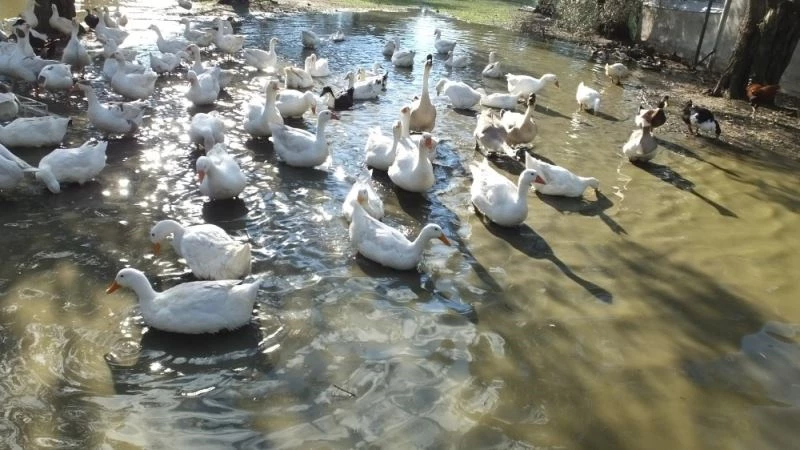 Torunlarına organik yumurta yedirmek için yola çıktılar, çiftlik sahibi oldular
