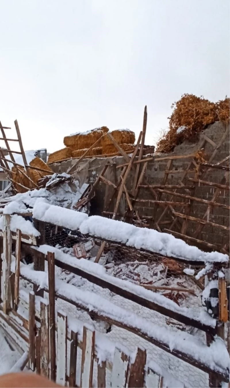 Yoğun kar ahırı çökertti hayvanlar telef oldu
