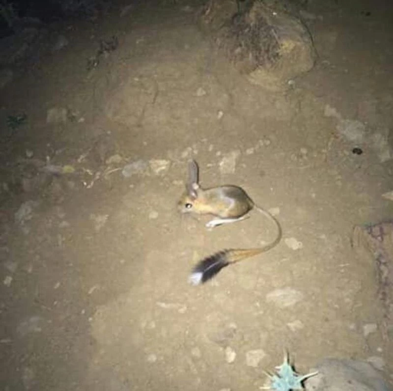 Şırnak’ta IUCN’nin ’kırmızı’ listesinde bulunan Arap tavşanı görüntülendi
