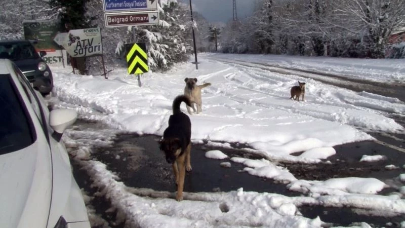 Sarıyer’de kar yağışında köpekler açlığa terk edildi

