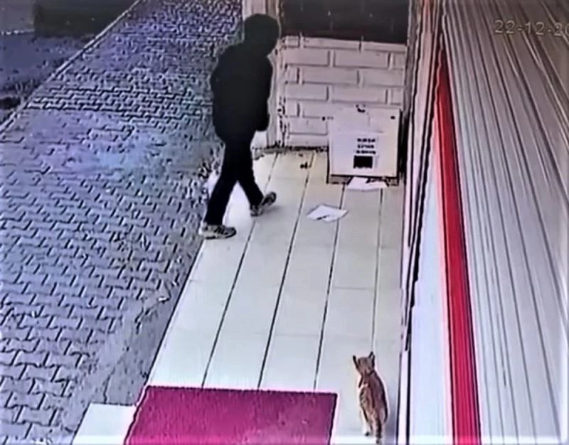 Batman’da bu kadarına da pes dedirten olay: Kedi barınağını çaldılar
