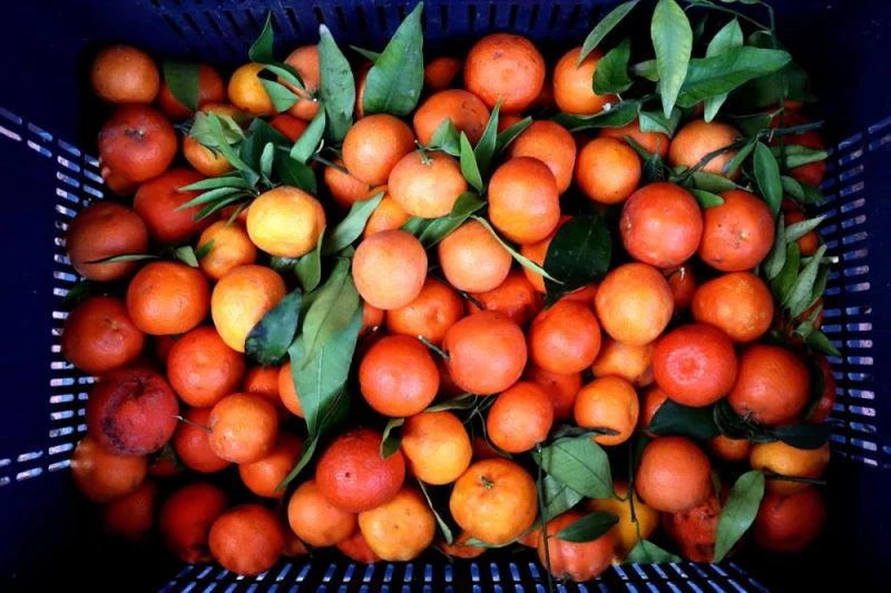 Yaş meyve sebzede 2020