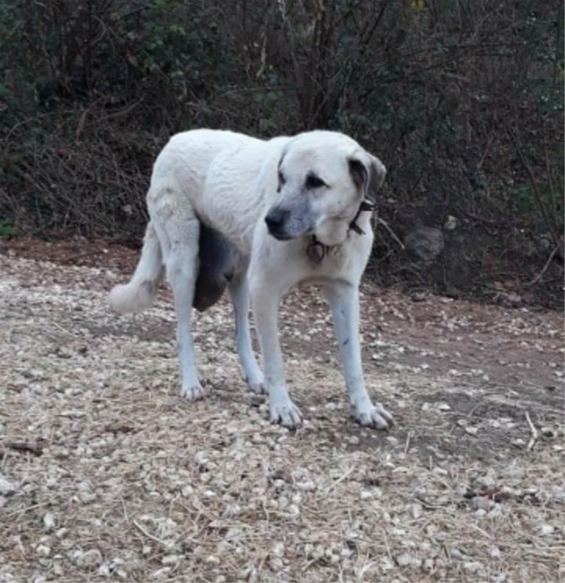 Köpekteki 3 kilogramlık tümör, cerrahi işlemle alındı
