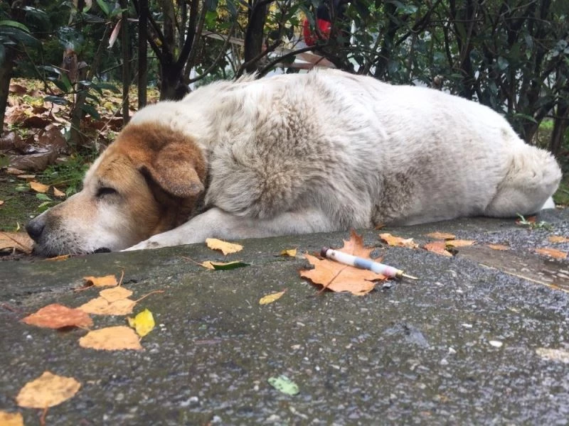 Kocaeli’de köpeklerin öldürülmesinde görev kusuru tespiti
