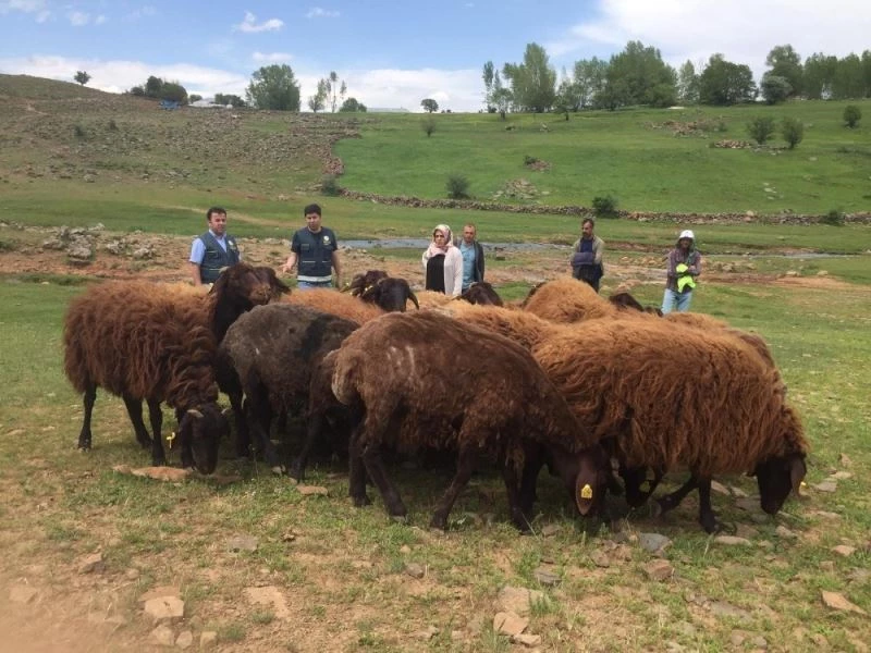 Bingöl’de süt üreticilerine 3 milyon 473 bin TL destek verildi
