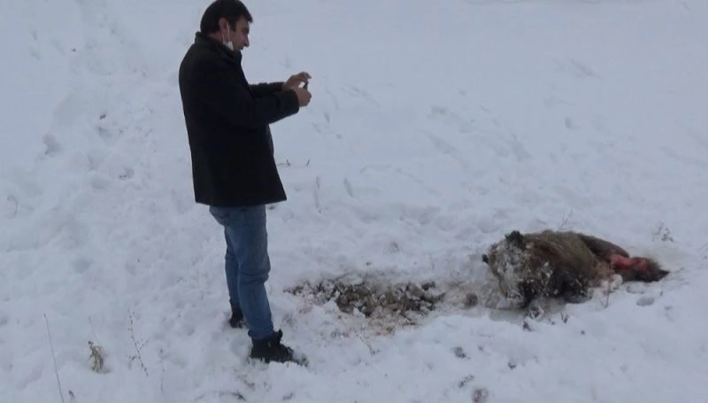 Kars’ta aç kalan kurtlar domuzlara saldırdı
