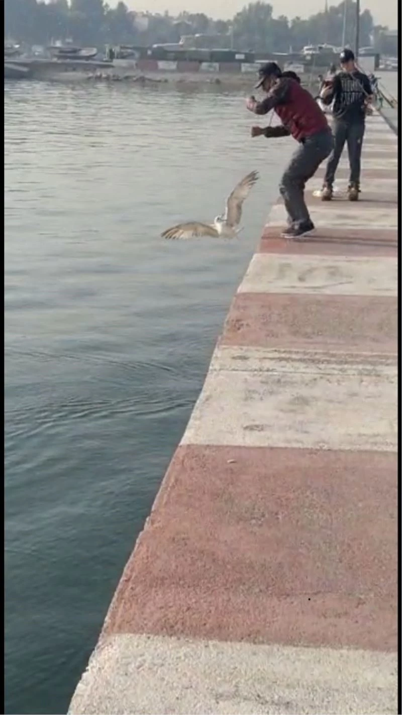 Oltasına martı takıldı, ne yapacağını şaşırdı
