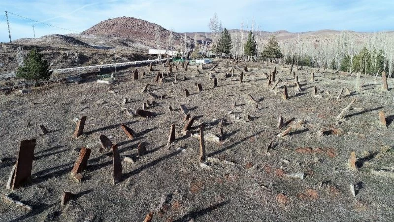 Uzunlukları insan boyunu aşıyor, her biri gökten düşmüş gibi
