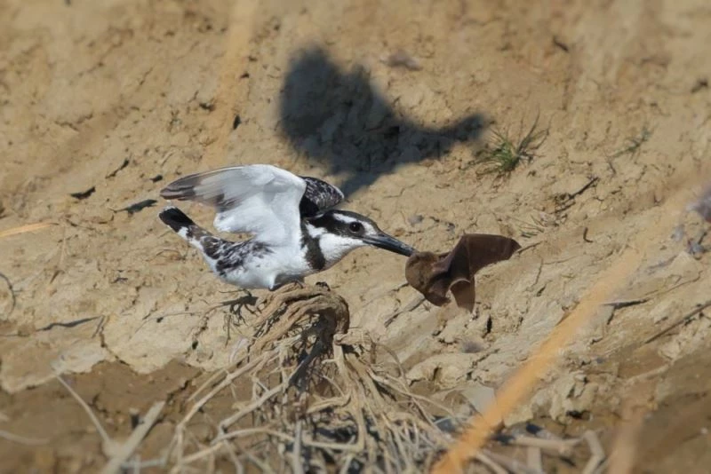 Alaca yalıçapkını yarasayı böyle avladı
