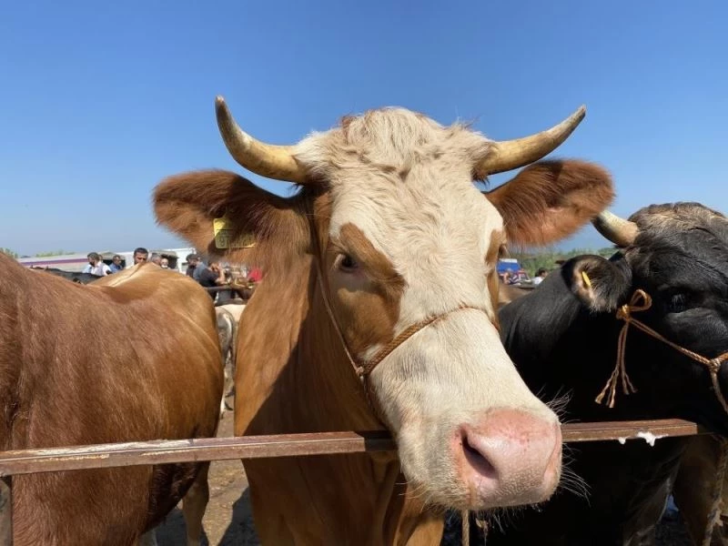 452 bin kilogram et kasaplara gönderildi
