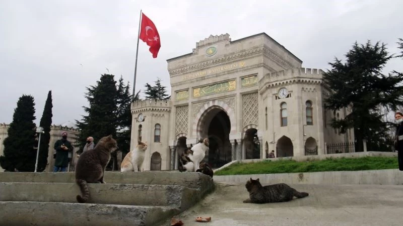 (Özel) Kedi sevgisi öğrencileri 40 bin TL borca soktu
