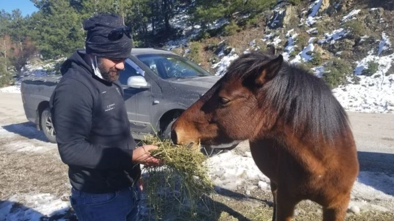 Karla kaplı Spil Dağı’ndaki yılkı atlarını elleriyle beslediler
