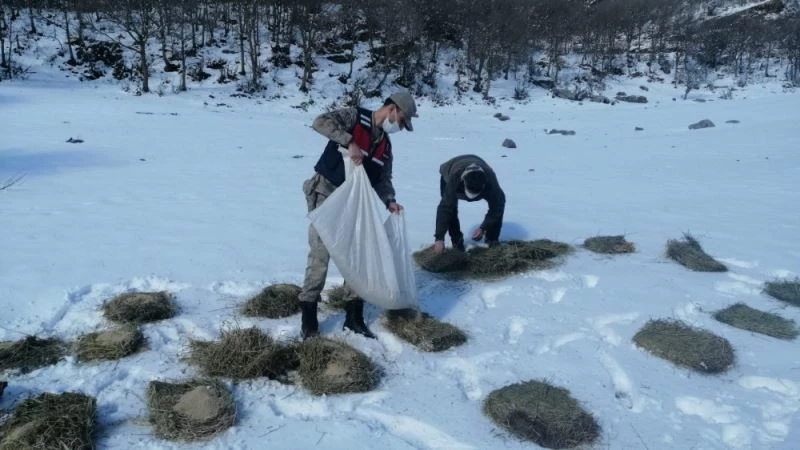 Teröristleri kovaladıkları dağlarda hayvanları unutmadılar

