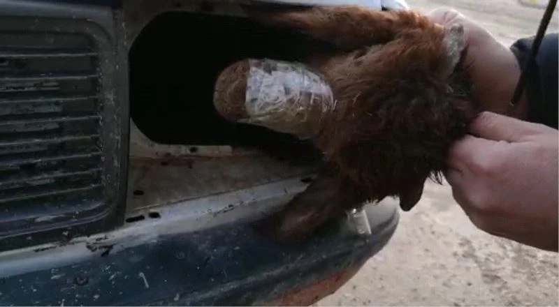 Gümrükte inanılmaz olay
