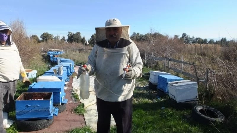 Burhaniye’de arı kovanlarında varroa mücadelesi başlatıldı
