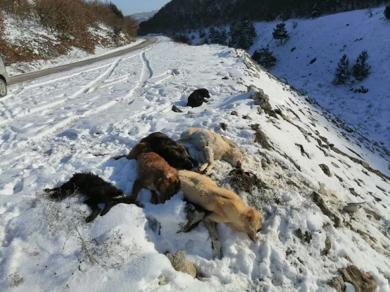 Köpekleri bayıltıp ölüme terk ettiler

