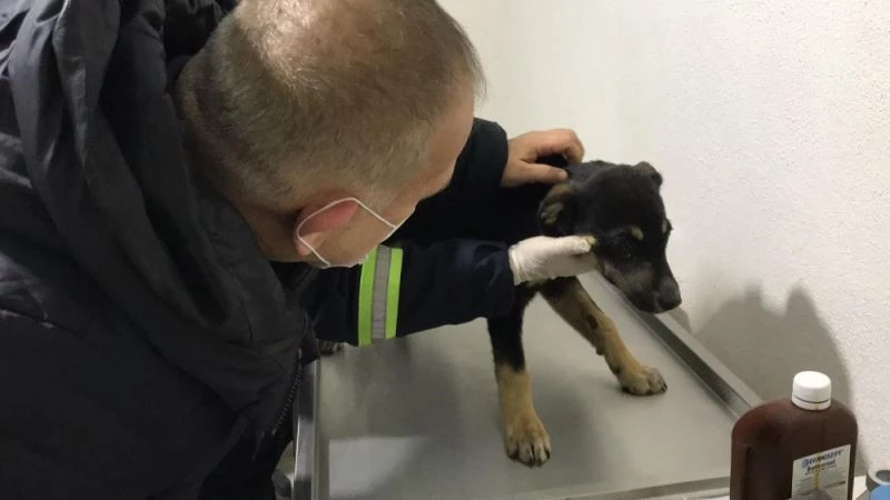 Donmak üzere olan sokak köpeklerine Hendek Belediyesi sahip çıktı
