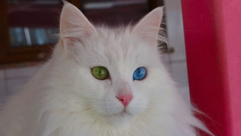 Van kedilerinin artık kimliği var
