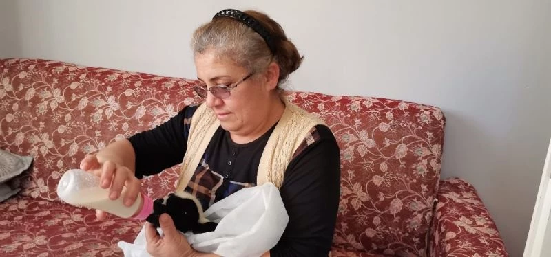 Âmâ kuzuyu evde biberonla besliyorlar
