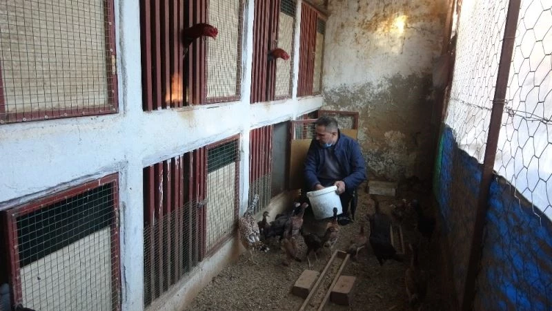 Sokağa çıkma yasağında kendini horozlarına adadı
