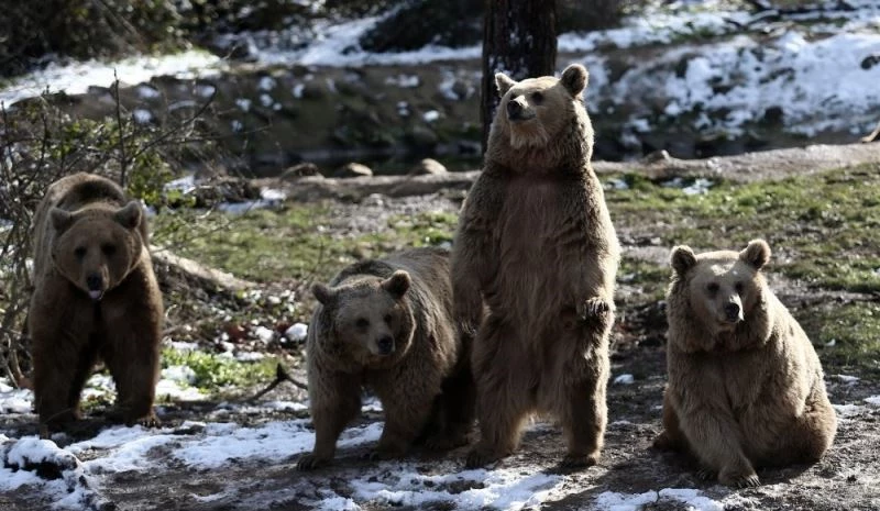 (Özel) Kış geldi, ayıların yine uykusu gelmedi
