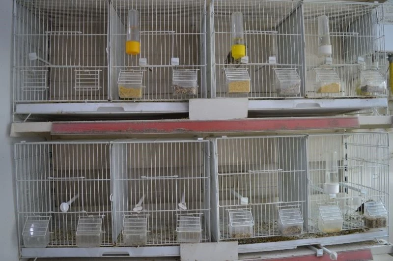 Petshoplarda satacak kuş kalmadı
