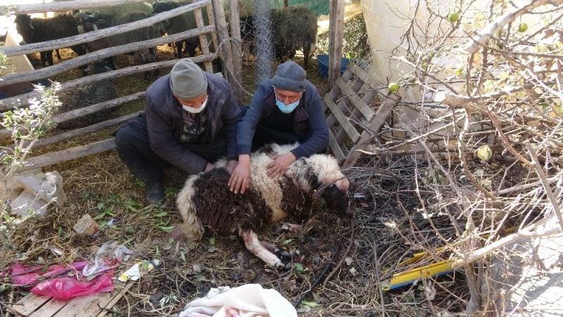 Pitbull cinsi köpekler ağılda adeta katliam yaptı: 6 koyun telef oldu
