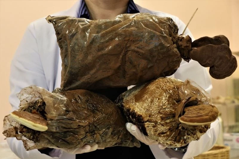 Egzamaya reishi mantarlı kremle son
