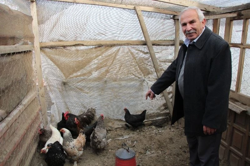 Kümesinde tilkiyle karşılaşan çiftçi: “Ona kıyamazdım”
