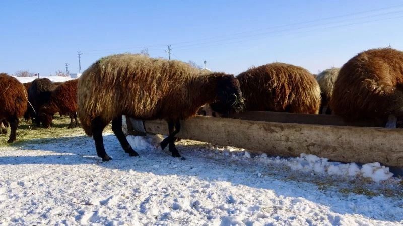 Dondurucu soğuklarda sırtında ot taşıyarak hayvanlarını besliyor
