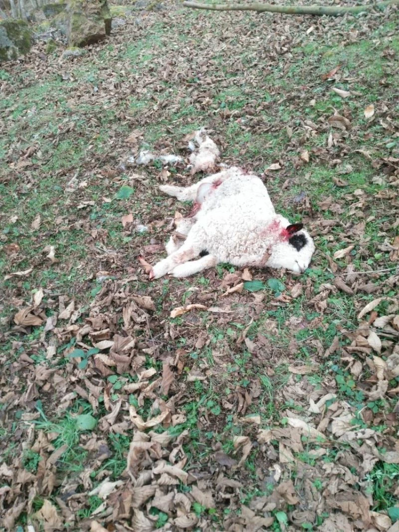 Aç kalan kurtlar koyunlara saldırdı
