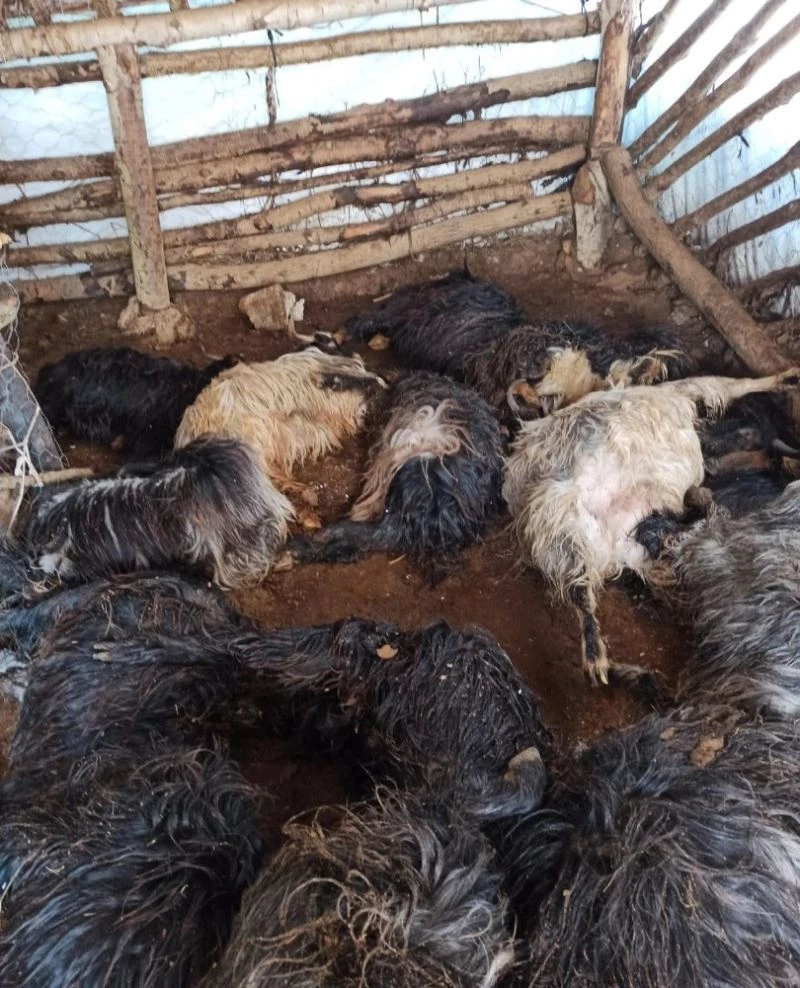 Güroymak’ta 43 hayvan havasızlıktan telef oldu
