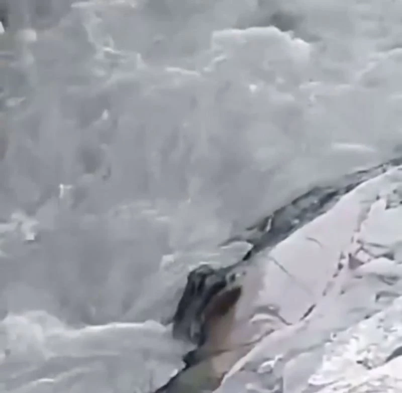 Şırnak’ta, nesli tükenme tehlikesi altında bulunan su samurları görüntülendi
