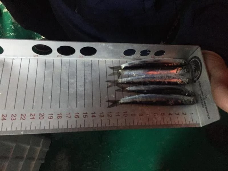 İğneada’da balıkçılar denetlendi
