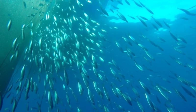 Egeli bilim insanları balık çiftliklerinin tuhaf misafirlerini araştırdı

