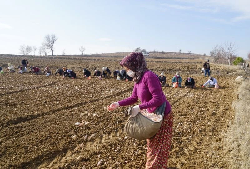 Kuraklık korkusu nedeniyle Taşköprü sarımsağı bu yıl toprakla erken buluştu
