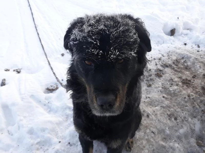Ağrı’da dondurucu soğuklar nedeniyle musluklardan akan sular dondu
